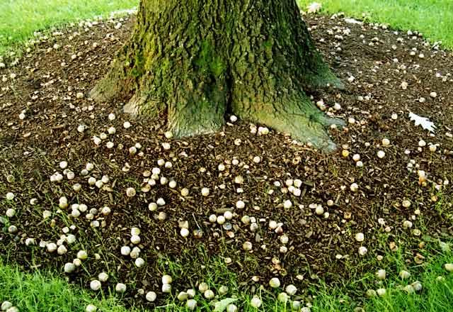 acorn